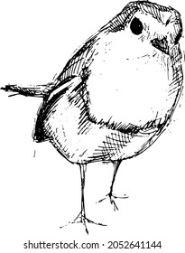 Vector illustration of a hand-drawn robin.  Black ink on white.  Pencil sketch
