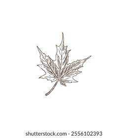 Vector illustration is a hand-drawn sketch depicting a fallen maple leaf on a white background. Black and white vector graphics for a design inspired by nature.