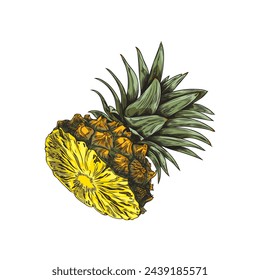 Vector illustration, hand-drawn sketch: half of a ripe and fresh pineapple. The icon with detailed lines and a natural atmosphere is perfect for organic food logos.