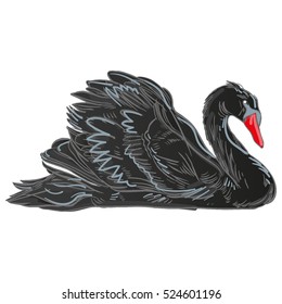 Vector illustration with handdrawn Swan