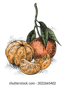 Vector illustration of hand-drawn tangerines. A sketch composition with mandarin fruits and leaves. Vintage style engraving. Color drawing for your design on a white background