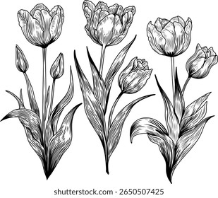 Vector illustration of hand-drawn tulip flowers in vintage engraving style. Black and white botanical line art