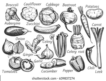 Vector illustration of hand-drawn vegetables: broccoli, cauliflower, cabbage, beetroot, potatoes, aubergine, zucchini, carrot, onion, celery, ginger, garlic, tomatoes, cucumber, pepper, chili, leek