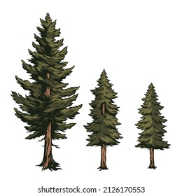 Vector illustration of a handmade fir tree on a white background. Elements for design.