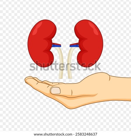 Vector illustration of hands holding kidneys on transparent background