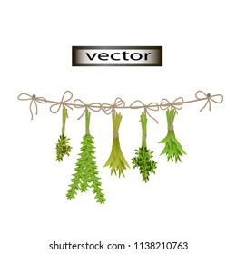 
Vector illustration of hang greens fresh herbs dried, decor on the wall for kitchen or pantry, supplies for winter harvest of seasonings Basil and rosemary.