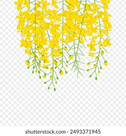 Vector illustration of hanging Cassia fistula flowers on transparent background