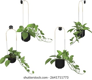 Vector illustration of hanging plant design for home terrace interior decoration with creeping leaves