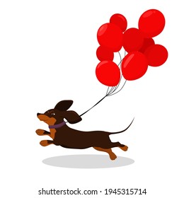 vector illustration of a happy funny running dachshund with red balloons tied to it, isolated on a white background