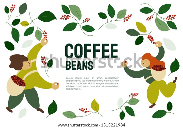 幸せなピッカーが 木の枝から熟した赤いコーヒーの実を収穫しているベクターイラスト 農家 ばいせん業者用のコーヒー豆テンプレート バナー 書籍 チラシ 印刷 ポスターのデザイン のベクター画像素材 ロイヤリティフリー