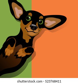 vector illustration of a happy playful black and tan Dachshund on his back. Space for text. For posters, cards, banners, t-shirts