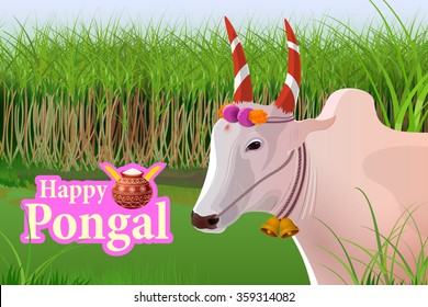 vector illustration of Happy Pongal celebration background