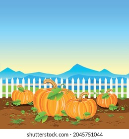 Vektorgrafik eines Erntekürbis in einem Gemüsegarten in der Nähe eines weißen Zaunes. Alles Gute zum Erntedankfest. Helle Illustration für Postkarten, Gratulationen, Flyer oder Poster