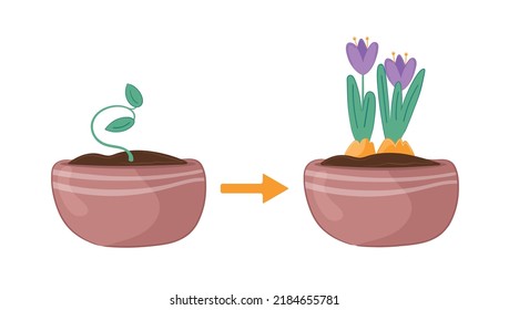 Vector illustration haw grow house flowers crocuses in pot 