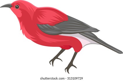 Vector Illustration of a Hawaiian Apapane Bird