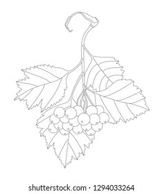 Vector illustration of hawthorn branch. Isolated on white background. Can be used for graphic design, textile design or web design.