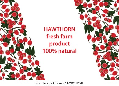 vector illustration of hawthorn and leaf design background white and berry and text fresh farm product 100% natural EPS10