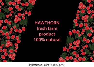 vector illustration of hawthorn and leaf design background black and berry and text fresh farm product 100% natural EPS10