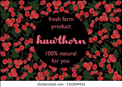 vector illustration of hawthorn and leaf design with lettering hawthorn background black and berry and text fresh farm product 100% natural for you EPS10
