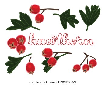 vector illustration of hawthorn and leaf design with lettering hawthorn background white EPS10