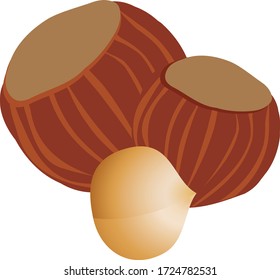Vector Illustration of a Hazelnut