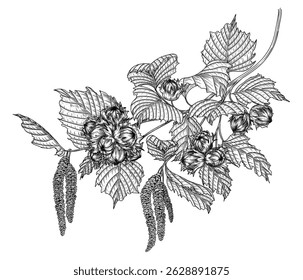Vector illustration of a hazelnut branch in engraving style. Nut forest graphics tree. Decoration linear healthy snack