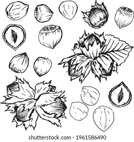 vector illustration hazelnut  food set in black and white