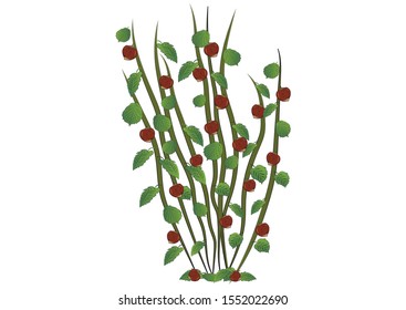 Vector illustration of Hazelnut. Hanzelnut Tree