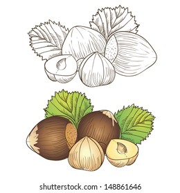 Vector illustration hazelnut and leaf