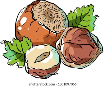 Ilustración vectorial con avellanas, nueces, hojas