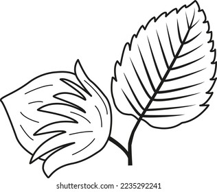 Vector illustration of a hazelnut on a white background. Sketch of a hazelnut for a coloring book. Hazelnut icon with leaf. forest leaves