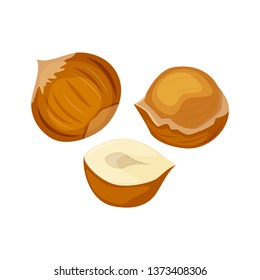 Vector illustration of a hazelnut peeled whole, chopped into halves.  . Vector icon on the white background.