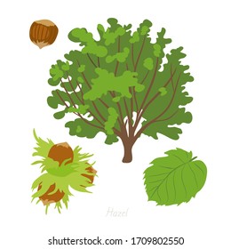 Vector illustration of Hazelnut tree and its parts. 
