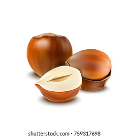 Vector illustration of Hazelnuts isolated on white background