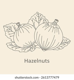 Vector illustration of hazelnuts with leaves in hand-drawn style, botanical nut sketch for food packaging, organic product design, kitchen decor, and vintage recipe projects