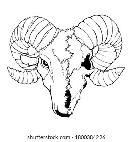 vector illustration head of capricorn goat half alive skull mascot line art style drawing template on white background