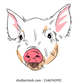 Vector illustration of head of cute piglet. Black outline and color. Sketch. Isolated on white background.