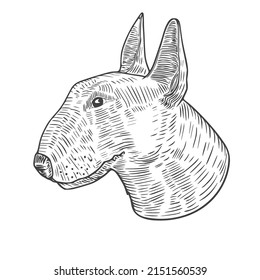 Vector illustration of the head of an English bull terrier. Black and white sketch isolated on a white background.