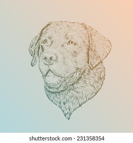 vector illustration head Labrador in sketch style