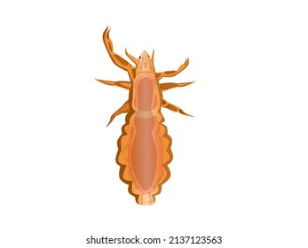 Vector illustration, head lice or Pediculus humanus capitis with eggs stuck to hair, isolated on white background.