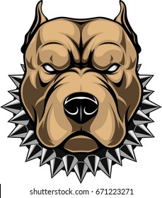 Vector illustration of a head of a spiteful pit bull, on a white background