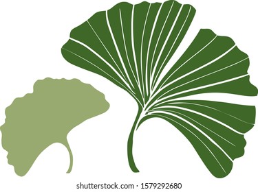 Vector illustration healthy green leaves of the ginkgo biloba tree flat green and mysterious on a transparent background. Nature eco icon. Leaflet organic icon. Cosmetics and medicinal plant icon.