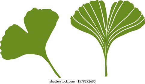 Vector illustration healthy green leaves of the ginkgo biloba tree flat green and mysterious on a transparent background. Nature eco icon. Leaflet organic icon. Cosmetics and medicinal plant icon.