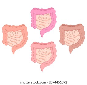 Ilustración vectorial del intestino saludable, adecuado para productos publicitarios de salud y educación