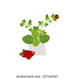 Vector illustration with healthy herbs and berries