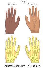 Vector illustration of a healthy human Afro American hand. External and skeletal view, dorsal and palmar view. For advertising, medical publications. EPS 8.