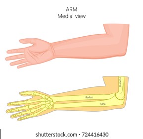 Vector illustration of a healthy human arm with elbow and its bones. Medial view. For advertising, medical publications. EPS 8.