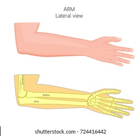 Vector illustration of a healthy human arm with elbow and its bones. Lateral view. For advertising, medical publications. EPS 8.