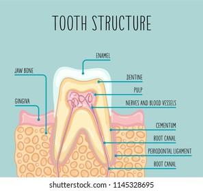 Vector illustration of a healthy human tooth structure. The illustration is suitable for dental posters, leaflets and so on.
