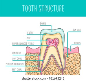 Vector illustration of a healthy human tooth structure. The illustration is suitable for dental posters, leaflets and so on.